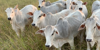 Agrobrazil: Cenário atual mostra uma estabilidade predominante nos preços