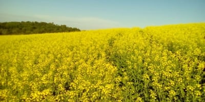 China impõe tarifas temporárias sobre a canola canadense
