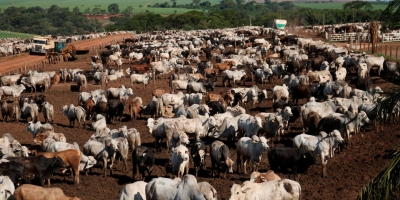Liquidação de posições marca a semana do boi gordo na B3, mas contratos futuros fecham em campo misto nesta 6ª feira