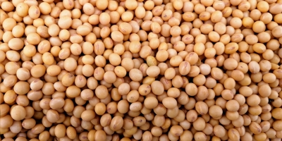 Soja segue recuando em Chicago nesta 6ª feira e acumula 20 pts de baixa na semana