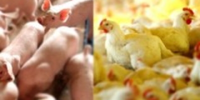 Abertura da tanzânia para produtos da avicultura e da suinocultura reforça posição exportadora de aves e suínos do brasil