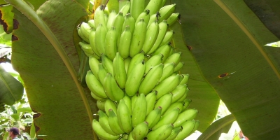 Banana/Cepea: Cotações recuam no Vale do Ribeira com fim de mês