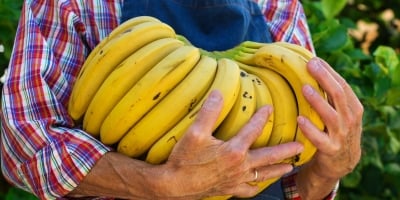 Banana/Cepea: Menor oferta e frio impulsionam cotações da nanica na Ceagesp