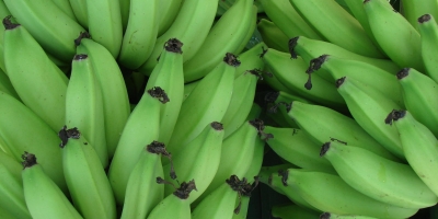 Banana/Cepea: Alta nos preços eleva rentabilidade, mas margens seguem apertadas