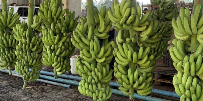 Dia Nacional da Banana destaca produtor de Dom Aquino que investe na expansão da cultura