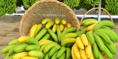 Banana/Cepea: Época de folia acalma vendas em MG