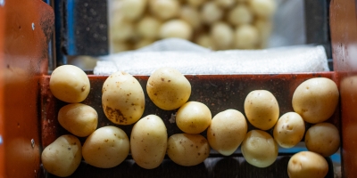 Batata/Cepea: Com maior oferta, movimento de queda nas cotações é reforçado