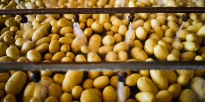 Batata/Cepea: Menor oferta eleva preços nos principais atacados