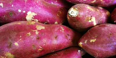 Batata-doce rosada cai 29,4% em um ano e é o destaque da semana (26 a 30/10) no atacado da CEAGESP