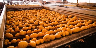 Goiás consolida crescimento na produção de batata-inglesa, com projeção de recuperação do VBP em 2026