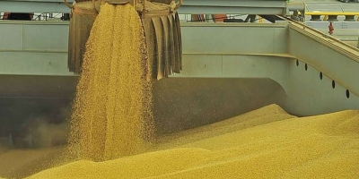 USDA: Vendas semanais de milho dos EUA superam 2 mi de t e ficam acima do esperado