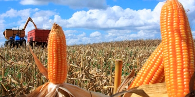Cotações do milho futuro abrem a segunda-feira registrando elevações nas bolsas
