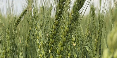 Safra de trigo da Ucrânia é revisada para baixo, mas ainda deve ser a maior desde 2022