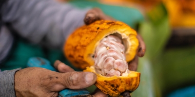 Preço do cacau despenca para nova mínima de dois anos e meio