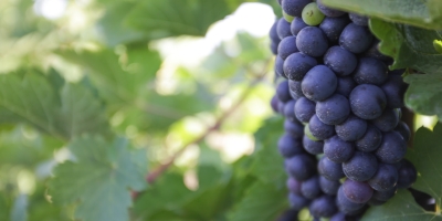 Uva/Cepea: Escassez impulsiona preço da negra, e mercado reage mesmo no pós-carnaval