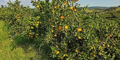Citros apresentam diferentes fases de desenvolvimento no Rio Grande do Sul