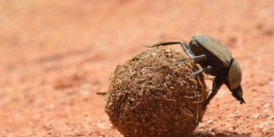 Muito além de predadores: Especialistas explicam os insetos como defensores naturais da agricultura