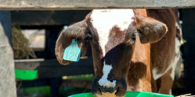 Dia da Pecuária: bovinocultura e diversidade da produção animal movimentam Mato Grosso
