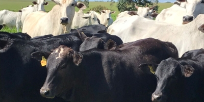 Bezerro com ágio acima de 35% exige ajuste de estratégia na pecuária de corte