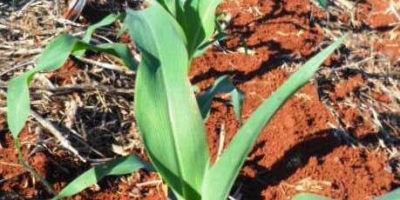 Ainda atrasado, plantio do milho avança para 64,9% no Brasil, com MT em 81,9% e PR com 62%