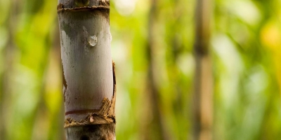 Bioinsumos viram escudo da cana contra a seca e ajudam a segurar produtividade no canavial