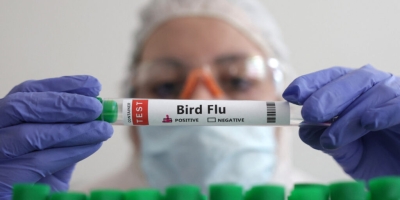 Influenza Aviária volta a afetar produção de frango nos EUA e acende alerta sanitário