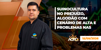 Suinocultura no prejuízo, algodão com cenário de alta e problemas nas lavouras do PR e RS