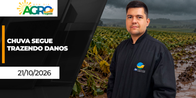 Chuva segue trazendo danos para soja e milho do Paraná, além de café e tomate em Minas Gerais