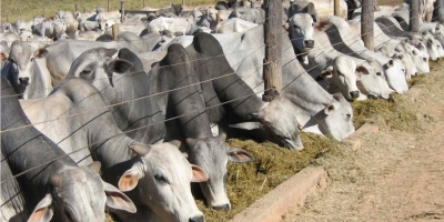 Abate de fêmeas pode contribuir para elevação do valor da arroba do boi em 2026