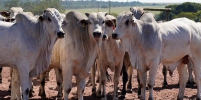 Bezerro atinge maior valor da série, mas reposição exige cautela no campo de MT