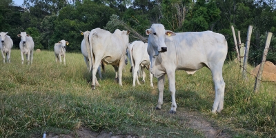 Mercado de reposição argentino atinge maior nível em um ano e reforça demanda por categorias jovens