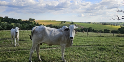 Mapa publica portaria com novas regras para uso de antimicrobianos na produção animal