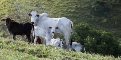 Pecuarista deve ficar atento ao prazo da 1ª etapa de vacinação contra a brucelose