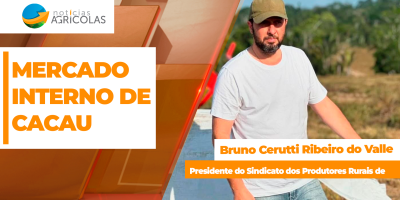 Mercado interno de cacau descola do exterior e opera abaixo do custo de produção