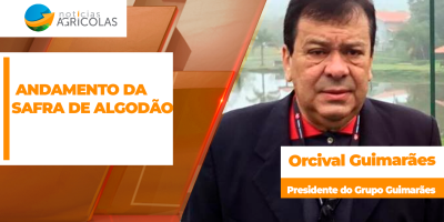 Andamento da Safra de Algodão