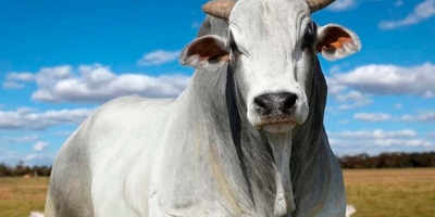 Agrobrazil: Segunda-feira abre com um cenário de manutenção de valores na maioria dos estados monitorados