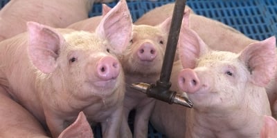 Brasil consolida posição como terceiro maior exportador mundial de carne suína
