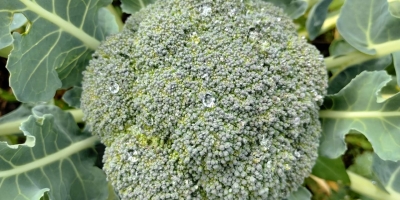 Cultivo estratégico de brócolis impulsiona produtividade e reduz perdas no campo
