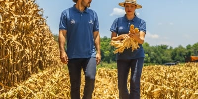 Híbridos resistentes a nematoides surgem como solução para manter produtividade no milho