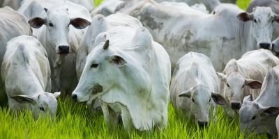 Agrobrazil: Abertura da semana pós-feriado apresenta um mercado firme, com valorizações expressivas em MG e GO