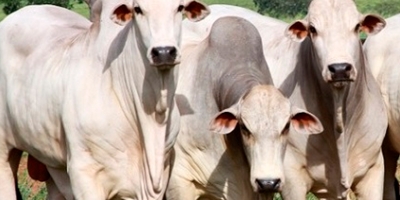 Imac orienta produtores sobre as maiores dúvidas sobre notificações do Prodes