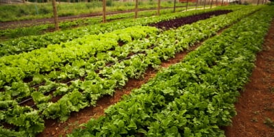 Alface/Cepea: Escoamento se desacelera no cinturão verde paulista