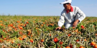 Oferta reduzida eleva preços do tomate e evidencia necessidade de preparo de solo eficiente
