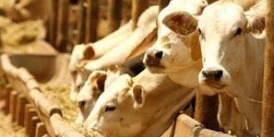 Abate de bovinos, suínos e frangos cresce no 4° trimestre, aponta IBGE