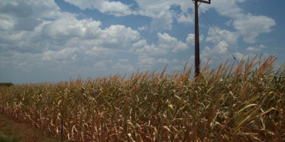 Inmet: Chuvas amenizam a estiagem em áreas produtoras de milho do Paraná e Mato Grosso do Sul