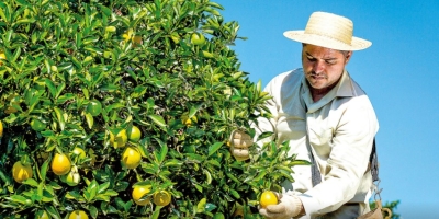 Governo reconhece que fim da escala 6×1 pode ter impacto maior no setor agropecuário