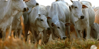 Agrobrazil: Quinta-feira consolidou o movimento de alta iniciado no começo da semana