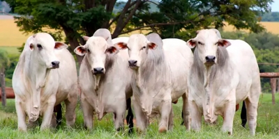 Boi/Cepea: Demanda externa por carne brasileira segue intensa