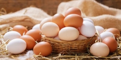 Cadeia de ovos do RS reforça biosseguridade e avalia avanços do Programa Ovos RS