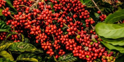 Café inicia a semana sob tensão global e clima incerto nas lavouras